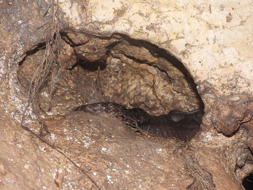 Sunda Rat Snake