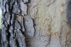 Bassaniana utahensis