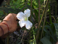 Polyclathra cucumerina