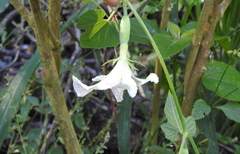 Polyclathra cucumerina