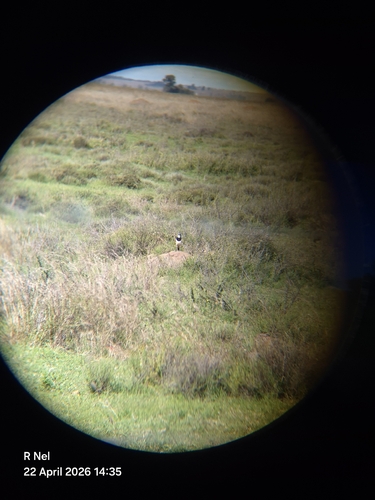Capped Wheatear