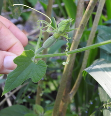 Polyclathra cucumerina