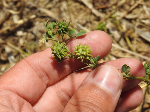 Medicago truncatula, photograph 5