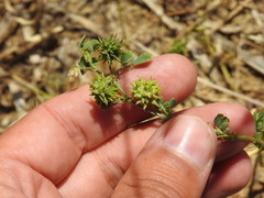 (c) Duarte Frade, some rights reserved (CC BY) Medicago truncatula, photograph (c) Duarte Frade, some rights reserved (CC BY)
