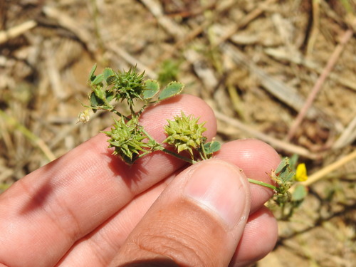 Medicago truncatula, photograph 6