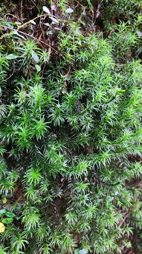Pogonatum cirratum observed 2026-05-17
