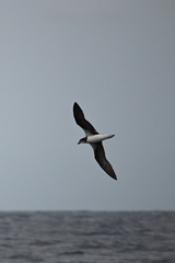 Fea's Petrel photo 2