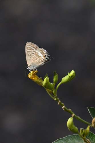 Pea Blue