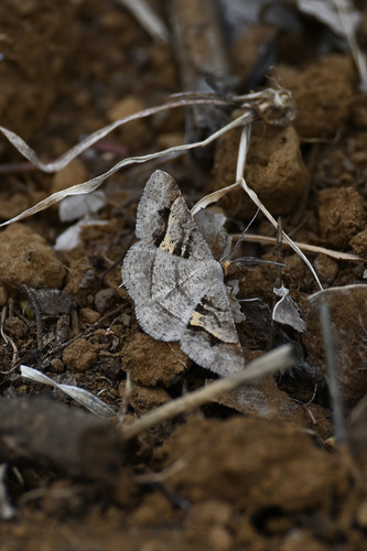 Peahen Moth