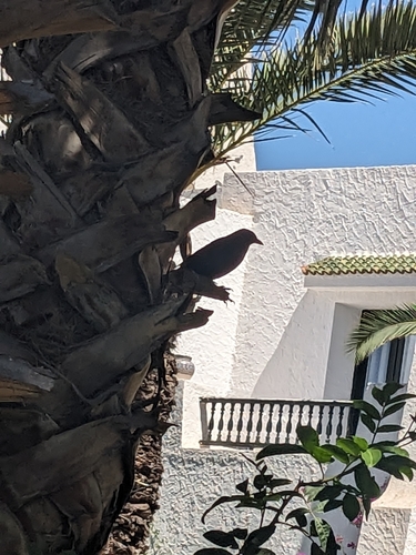 Eurasian Blackbird