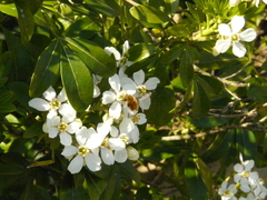Bombylius major