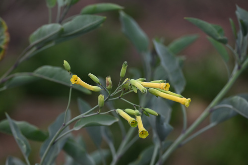 tree tobacco