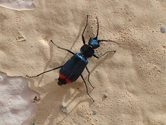 Clanoptilus spinipennis