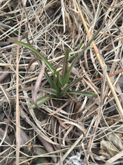 Nothocalais cuspidata