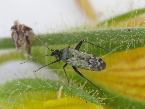 Macrotylus paykullii observed 2026-05-13