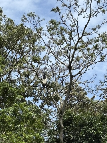 Mantled Guereza