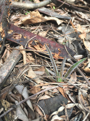 Nothocalais cuspidata