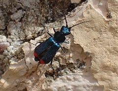Clanoptilus spinipennis