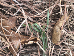 Nothocalais cuspidata