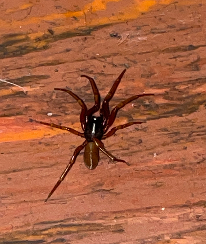 Rubinfarbene Sechsaugenspinne
