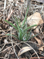 Nothocalais cuspidata