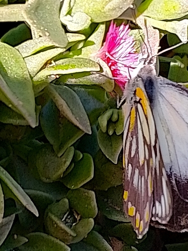 Caper White