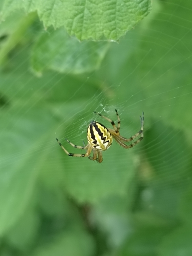 Bordered Orbweaver