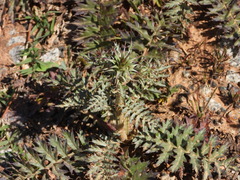 Cynara algarbiensis, photograph (c) Duarte Frade, some rights reserved (CC BY)