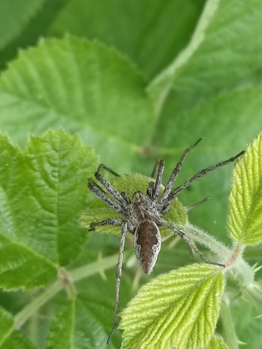 Pisaura