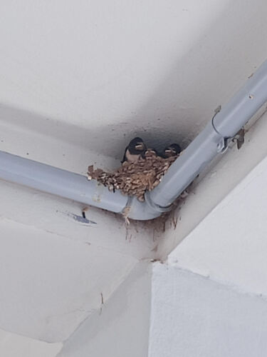 Barn Swallow