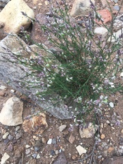 Polygala scoparioides