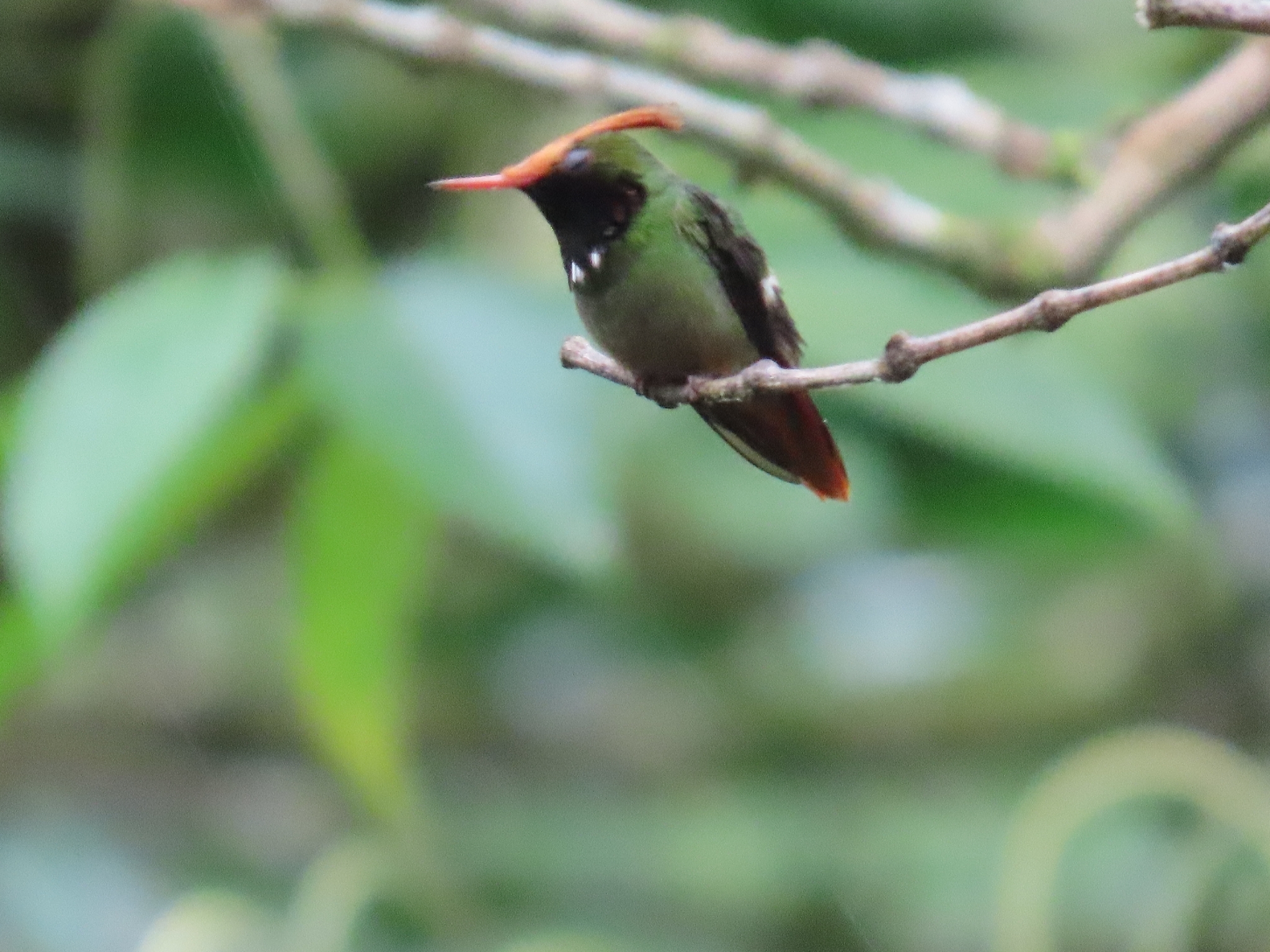 Rufous-crested Coquette (Lophornis delattrei), photo 7