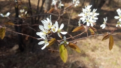 Amelanchier × lamarckii