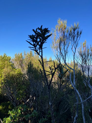 Pseudopanax linearis, photograph 3