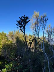 (c) Cara-Lisa Schloots, some rights reserved (CC BY) Pseudopanax linearis, photograph (c) Cara-Lisa Schloots, some rights reserved (CC BY)