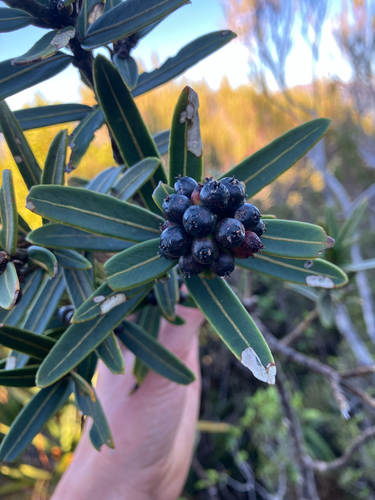 Pseudopanax linearis