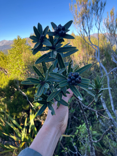 Pseudopanax linearis, photograph 2