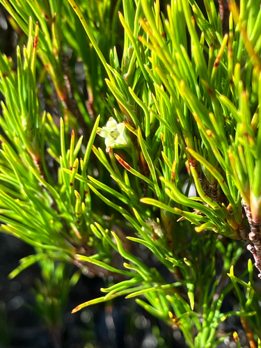Dracophyllum rosmarinifolium, photograph 3