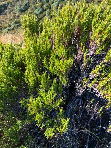 Dracophyllum rosmarinifolium, photograph 4