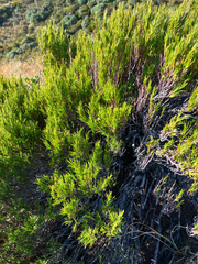 Dracophyllum rosmarinifolium, photograph (c) Cara-Lisa Schloots, some rights reserved (CC BY)