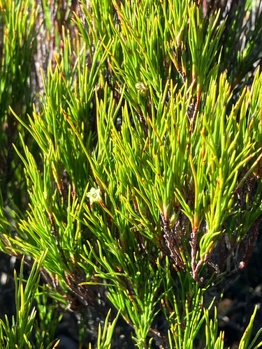 Dracophyllum rosmarinifolium, photograph 5