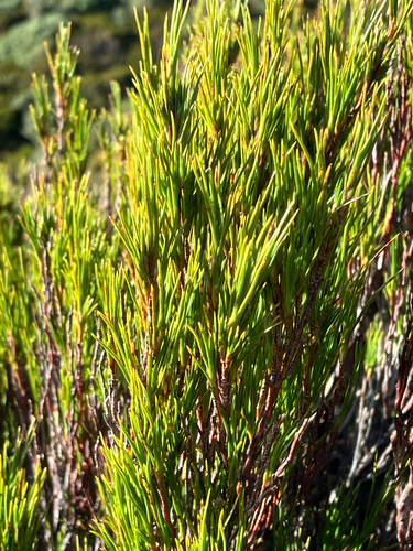 Dracophyllum rosmarinifolium, photograph 6