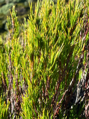 Dracophyllum rosmarinifolium, photograph (c) Cara-Lisa Schloots, some rights reserved (CC BY)
