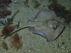 Trygonoptera personata