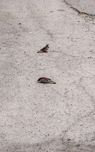 House Sparrow