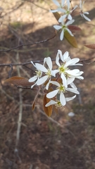 Amelanchier × lamarckii