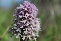 Neotinea conica