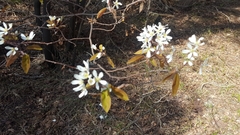Amelanchier × lamarckii
