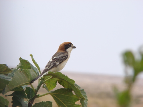 Woodchat Shrike