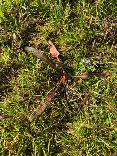Rumex flexuosus, photograph 2